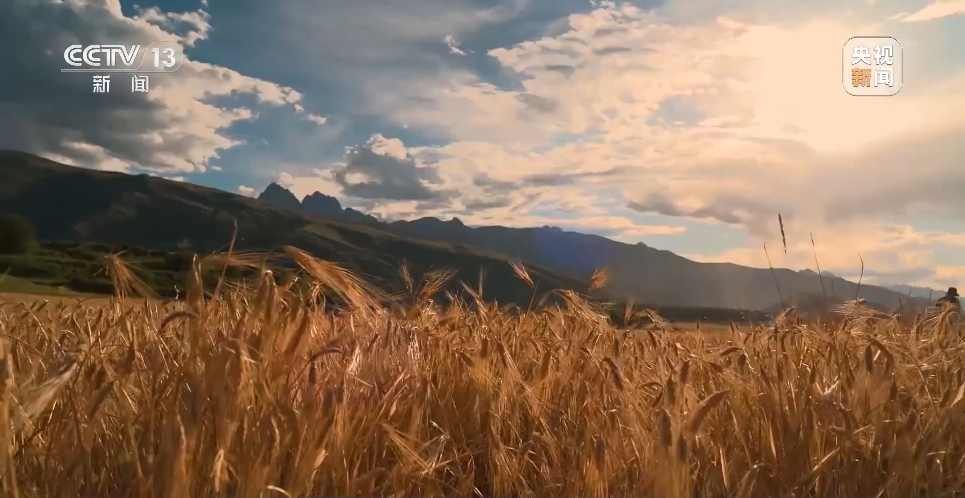 新闻周刊 | 青稞熟，画卷展 见证丰收喜悦，赋能饲料生产新篇